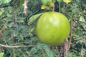 IMG_7588 pomelo IMG_7588 pomelo