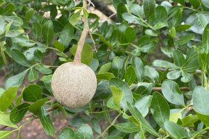 IMG_7591 pomme de bois (Limonia acidissima) IMG_7591 pomme de bois (Limonia acidissima)