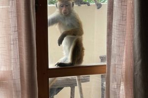 monkeys (1) monkeys (1)